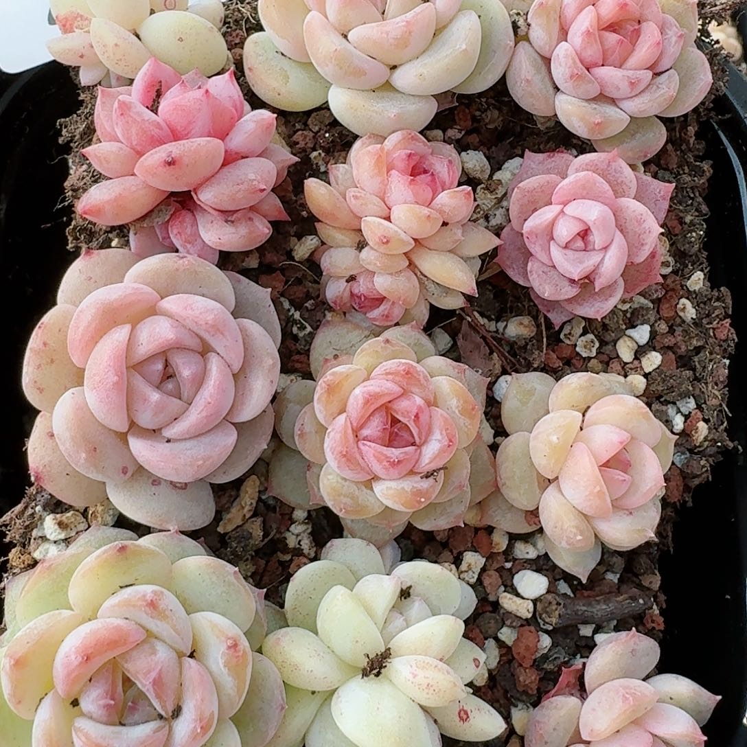 杂交新品珍妮多肉268