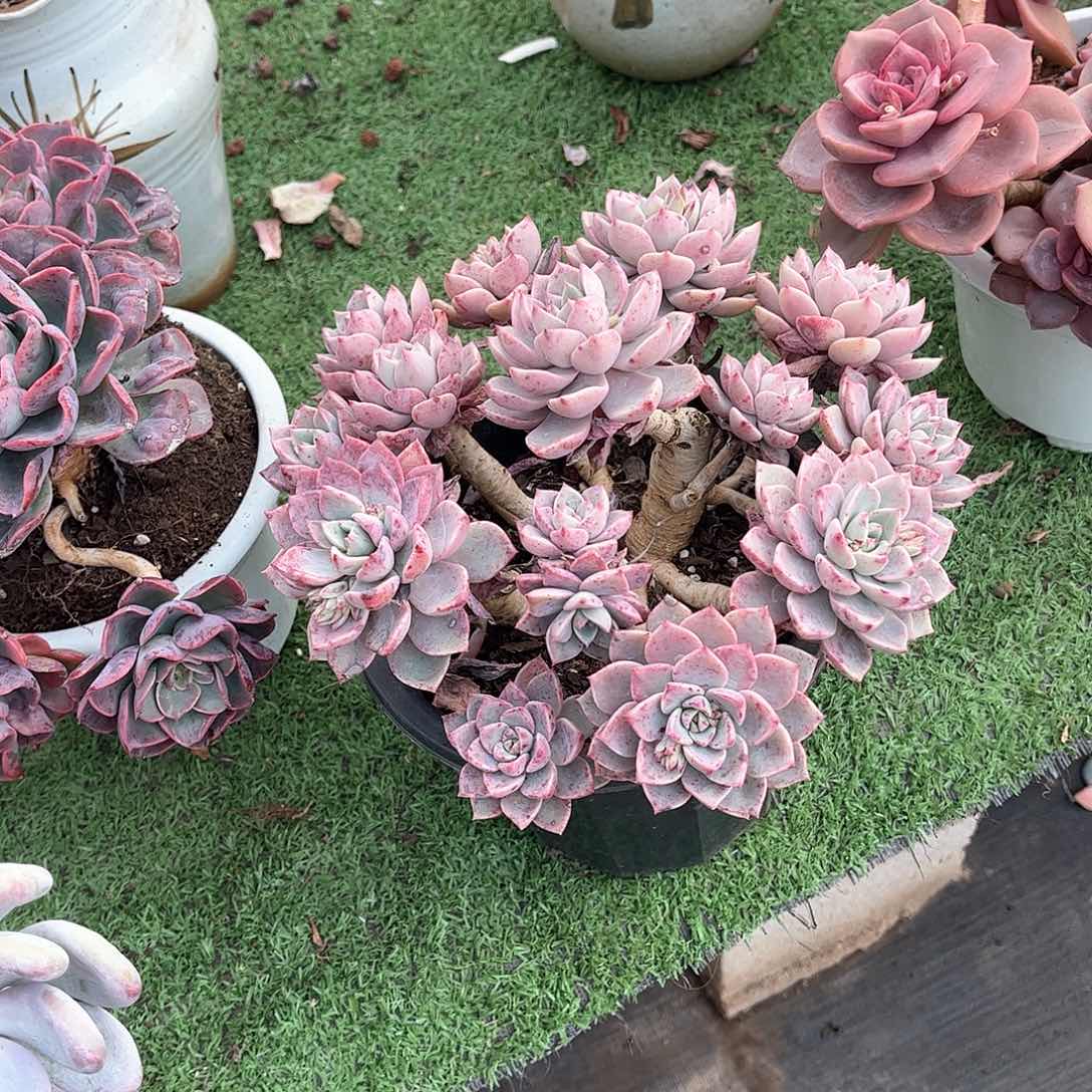 样*红粉佳人多肉植物22