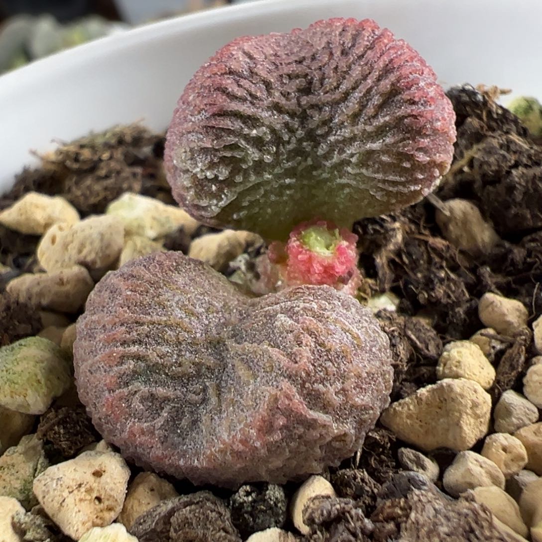 云层纹小腰子新品多肉植物