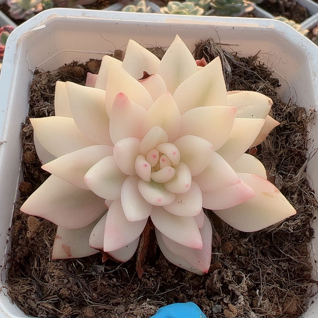 拉菲锦，超宽覆轮锦