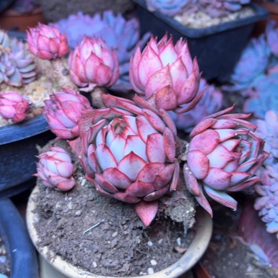 谁*柳多肉植物等植物