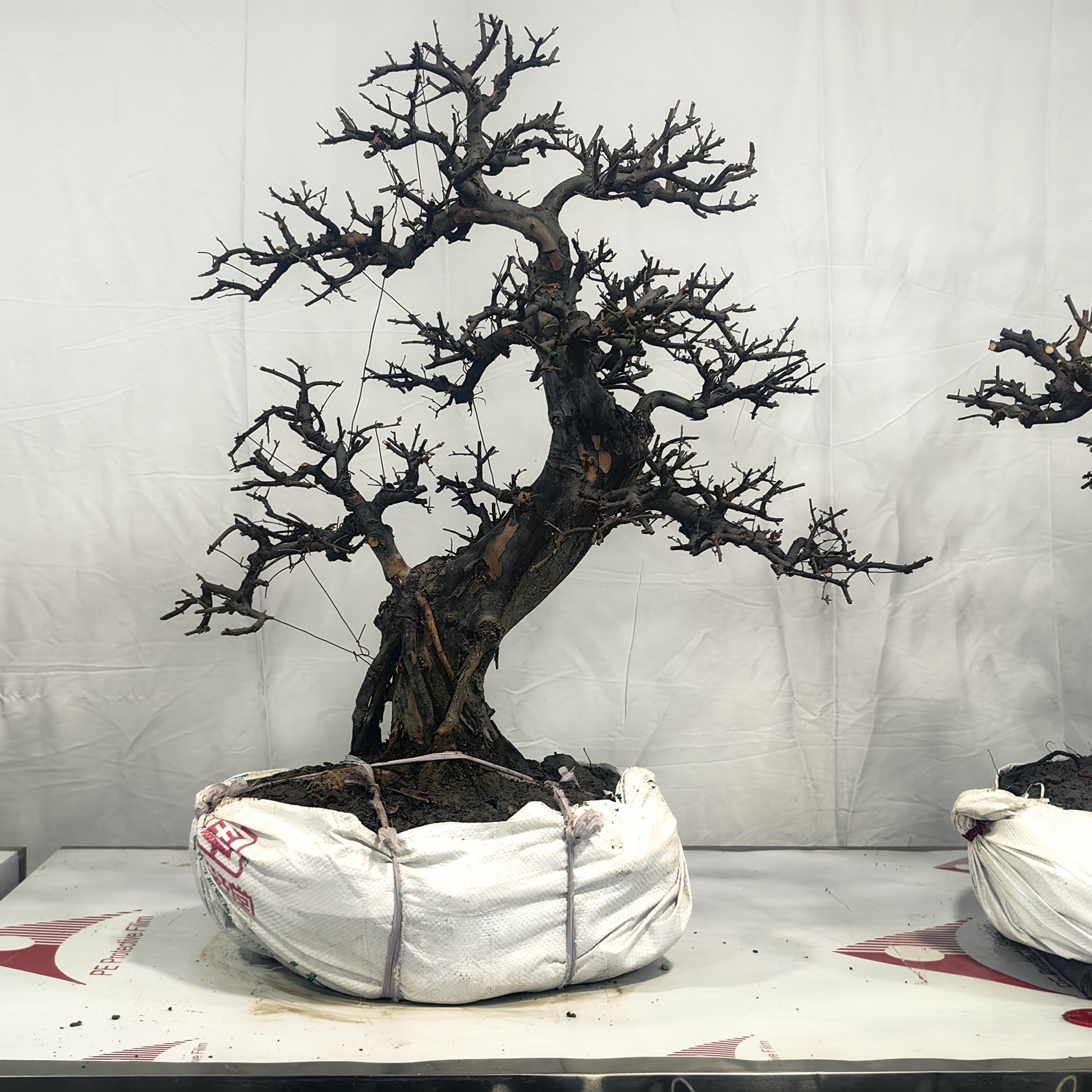 精品大树型雀梅和临水雀梅盆景