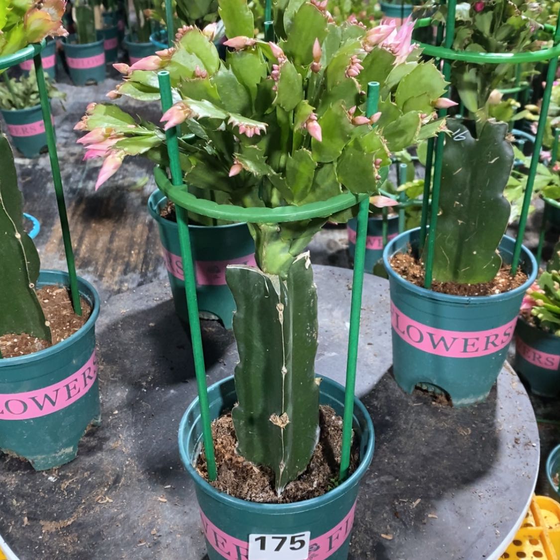 【闪购商品】无花朵苏*宝175嫁接068