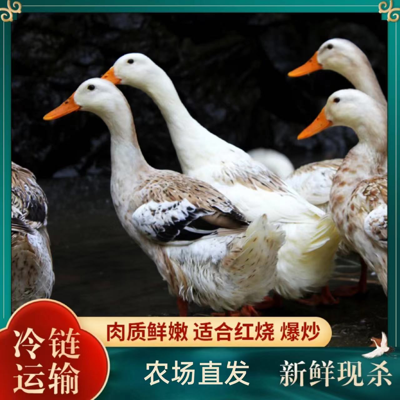 【小戴家】 农家放养土鸭仔鸭子 4只净重8斤 净膛非老鸭
