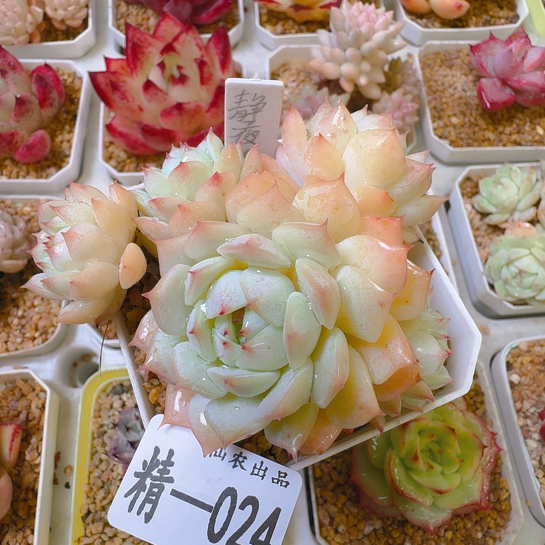 王中王，024，仙农出品多肉