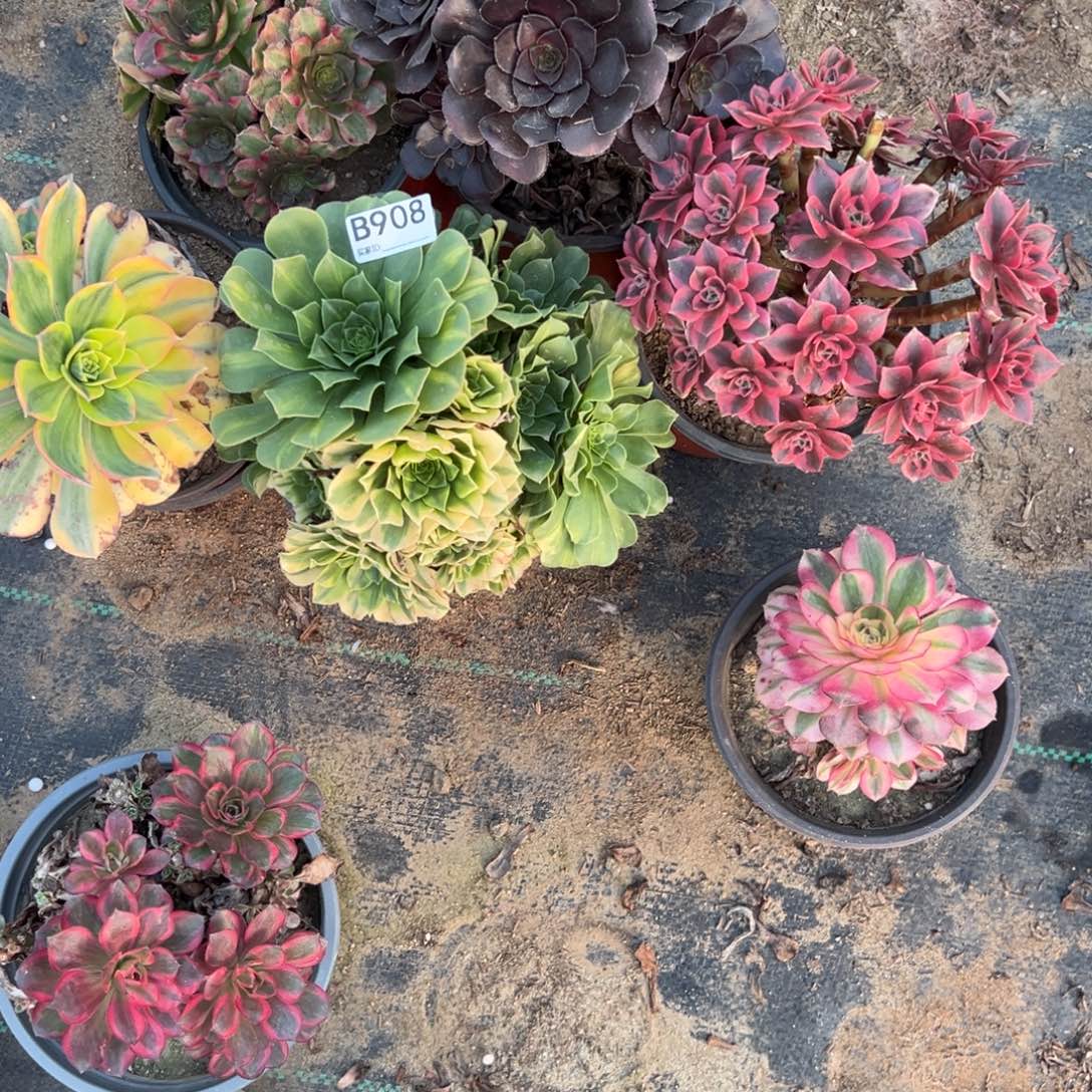 908五颗组合多肉植物法师多肉
