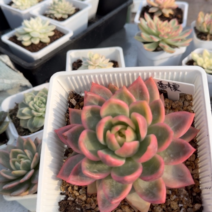 香槟锦多肉植物精品