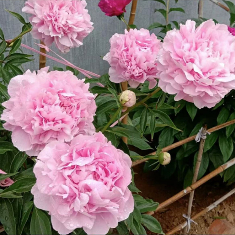 芍药花苗带芽种根重瓣花卉盆栽春季耐寒庭院植物易活室外四季栽植