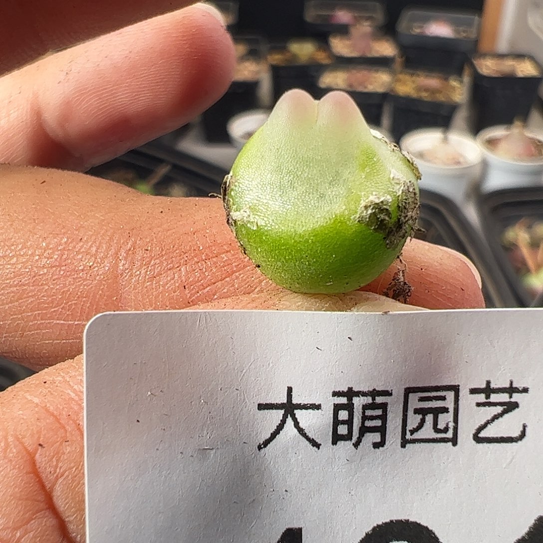 一物一拍。       401