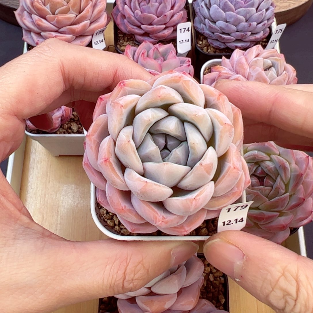 好好看179、哈哈哈哈