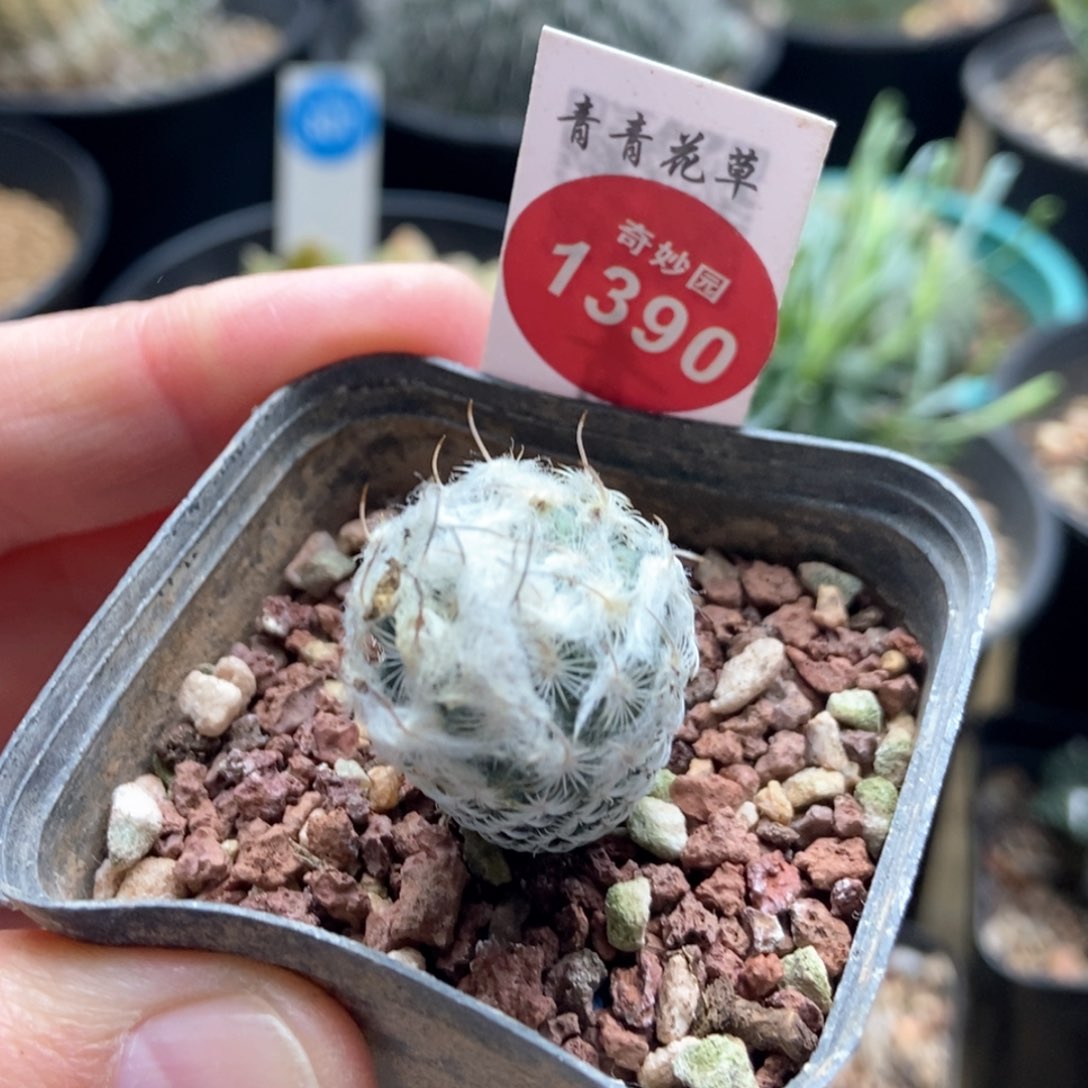 实生多毛迪克森娇丽一颗