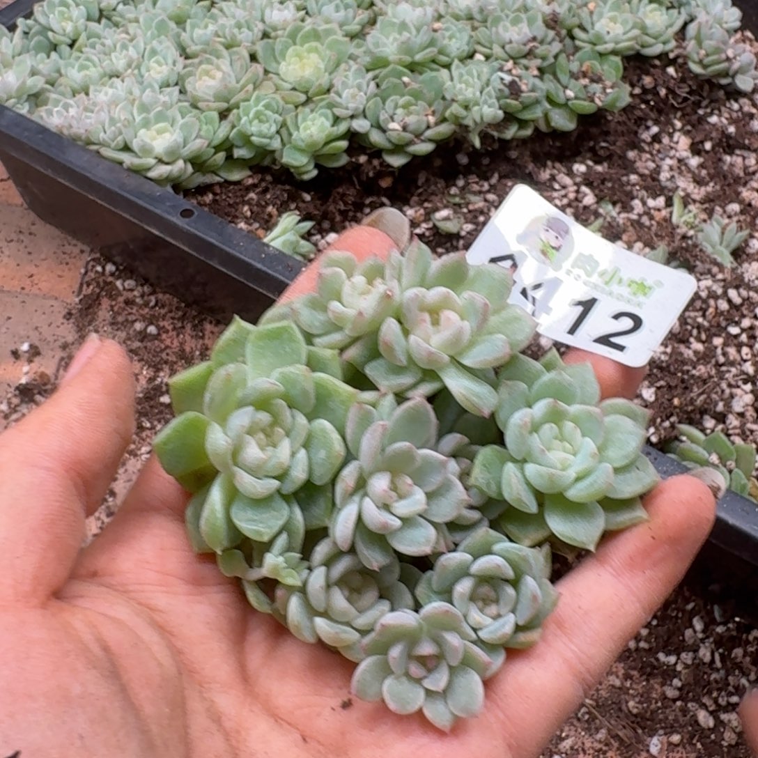 多肉植物多肉植物