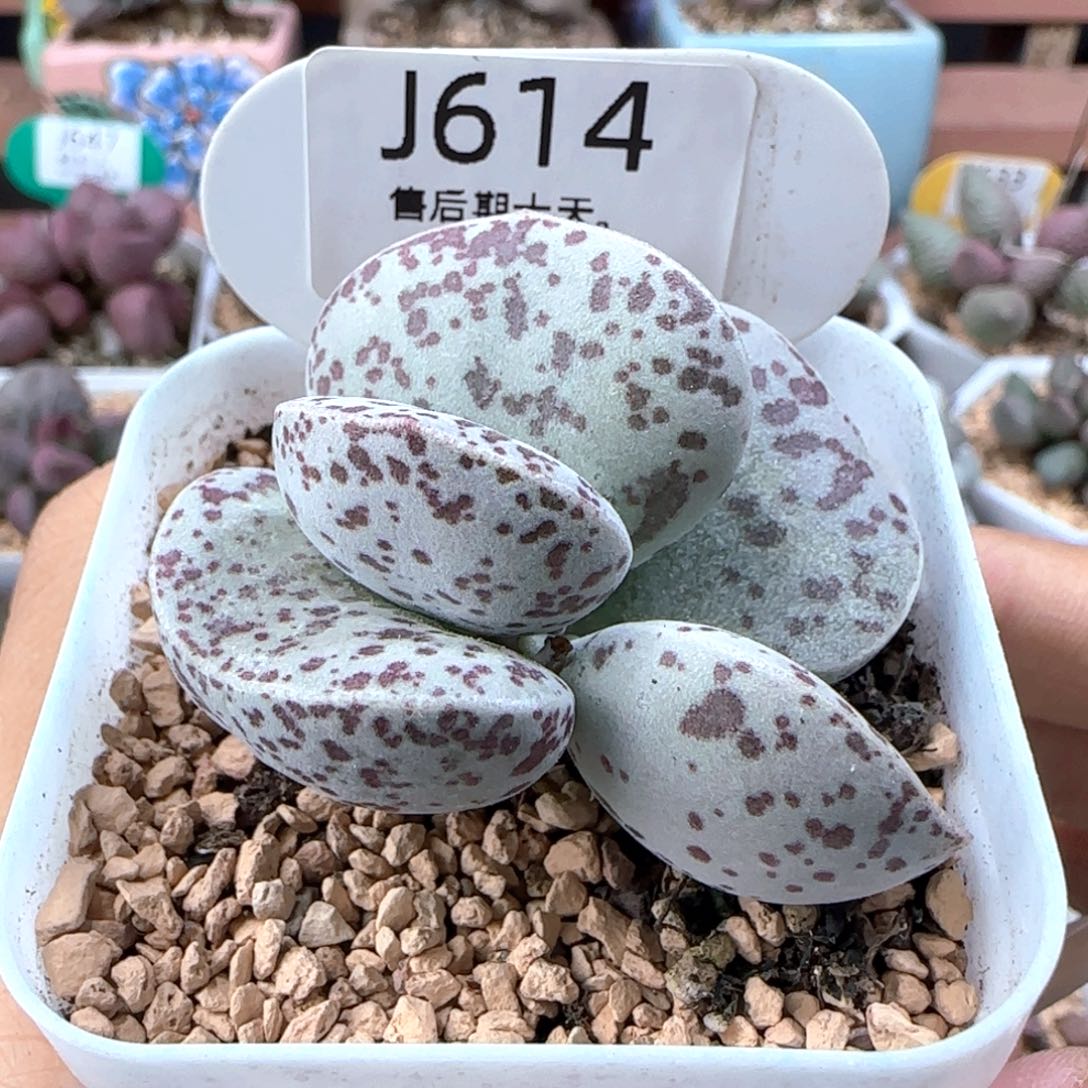 巨型花蛋单头桩。  614。   