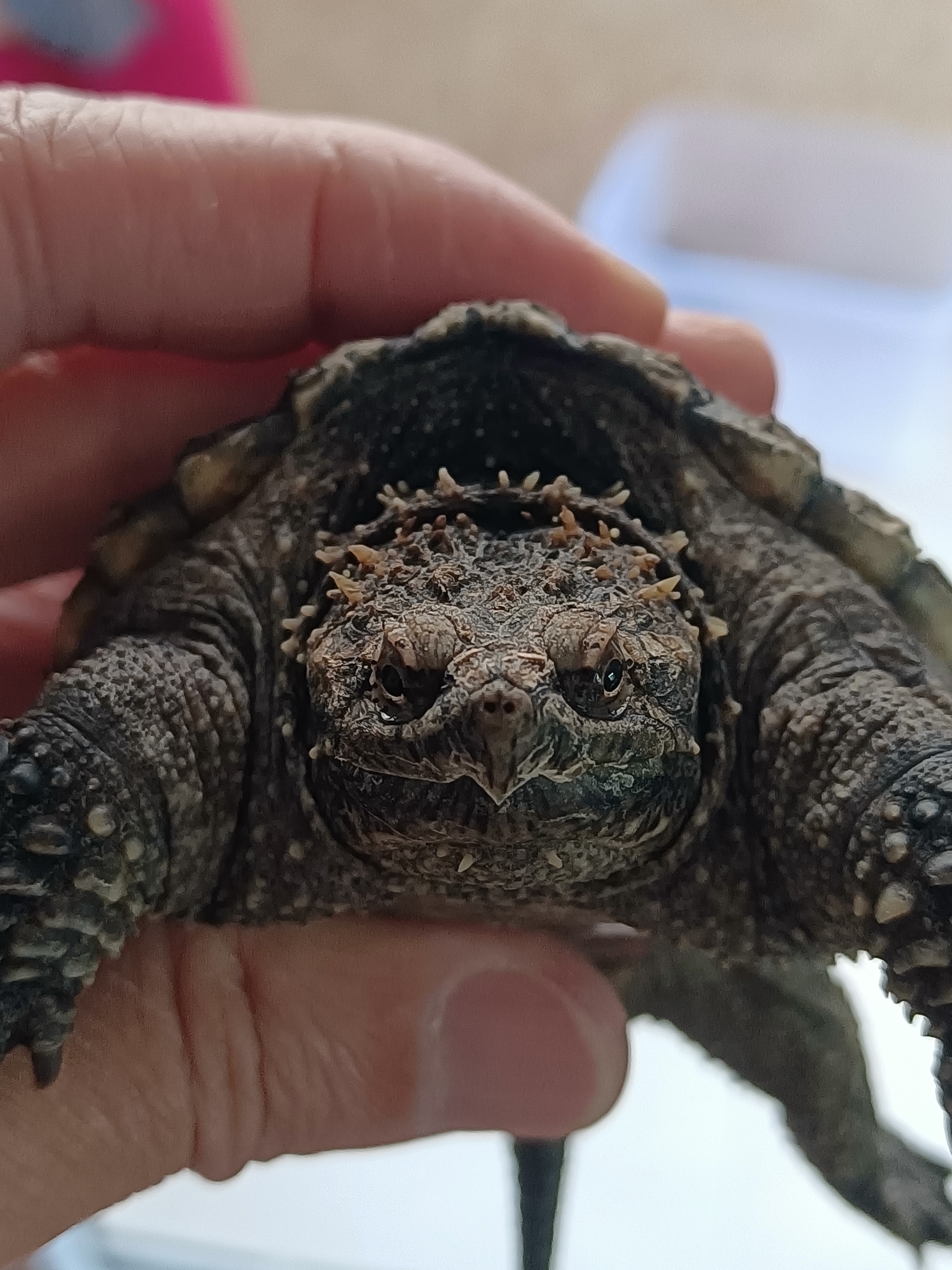 人工养殖观赏宠物龟（温馨提示：包风险到手，不包养殖风险）