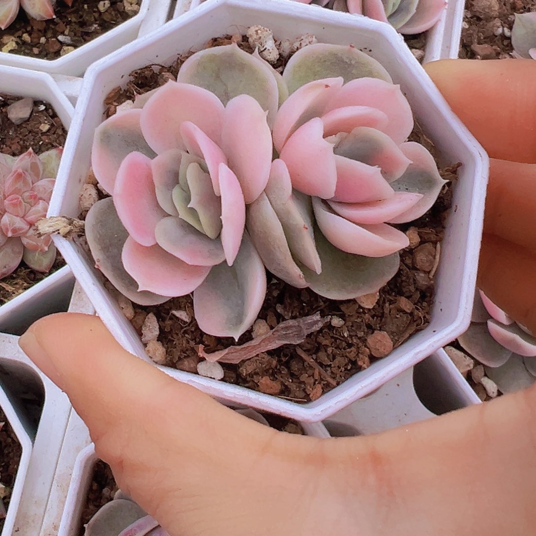 双头蓝色惊喜锦19包邮