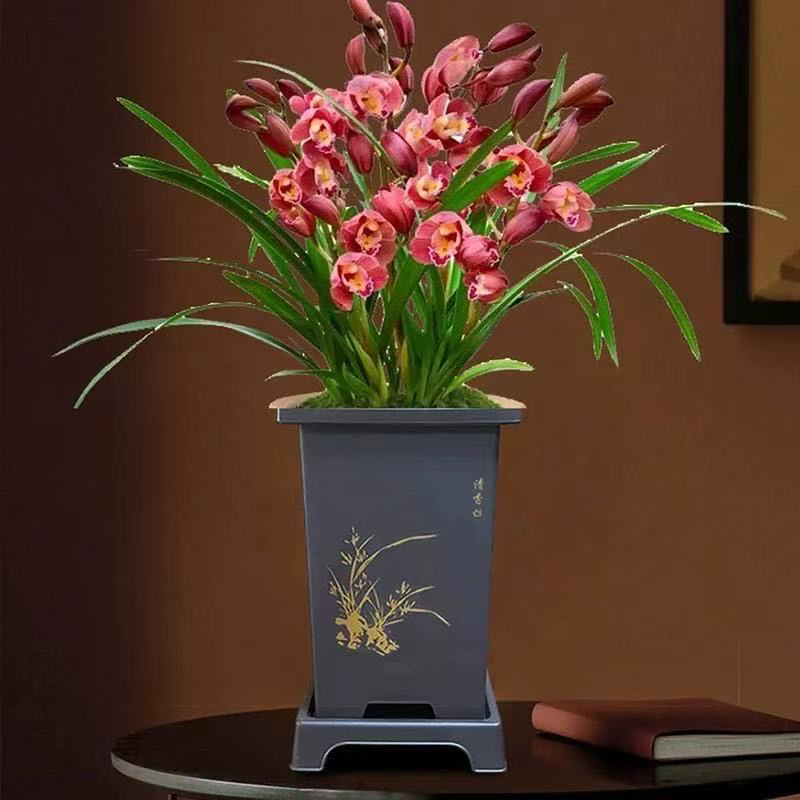 红宝石建兰盆栽室内花卉1-3花剑四季常青基地直发