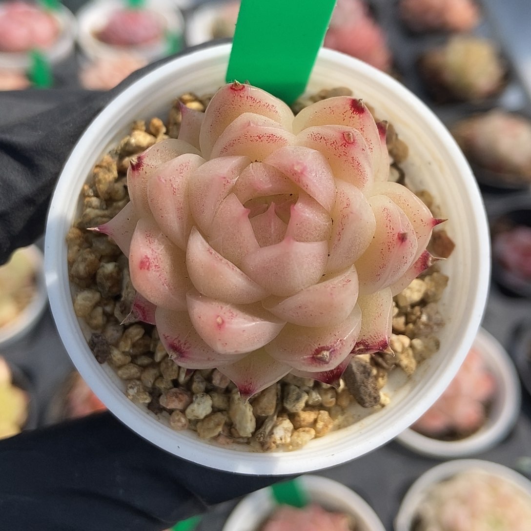 187  星宝精品多肉