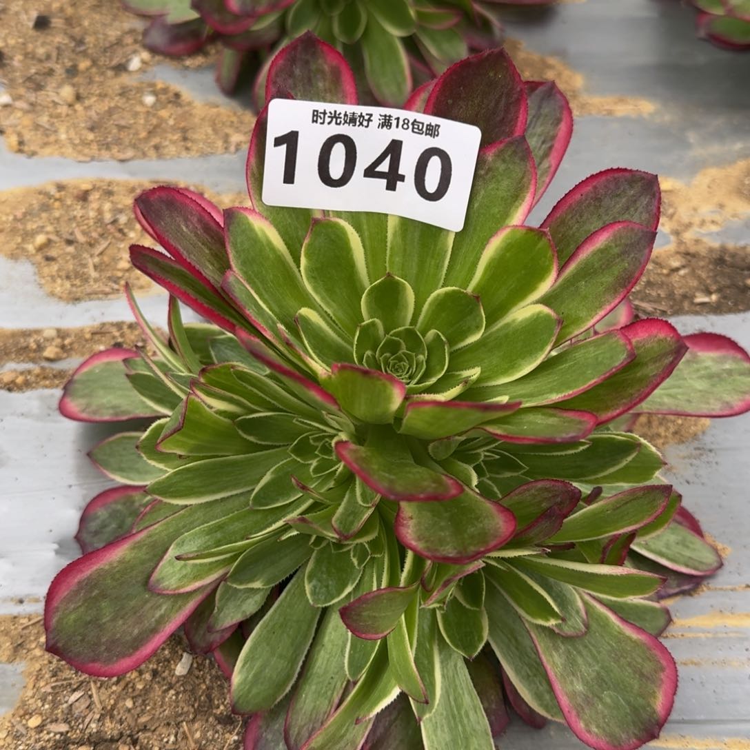 1040天禧多肉植物