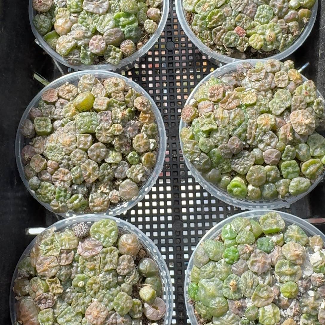 新 烧卖切糕福利一盆