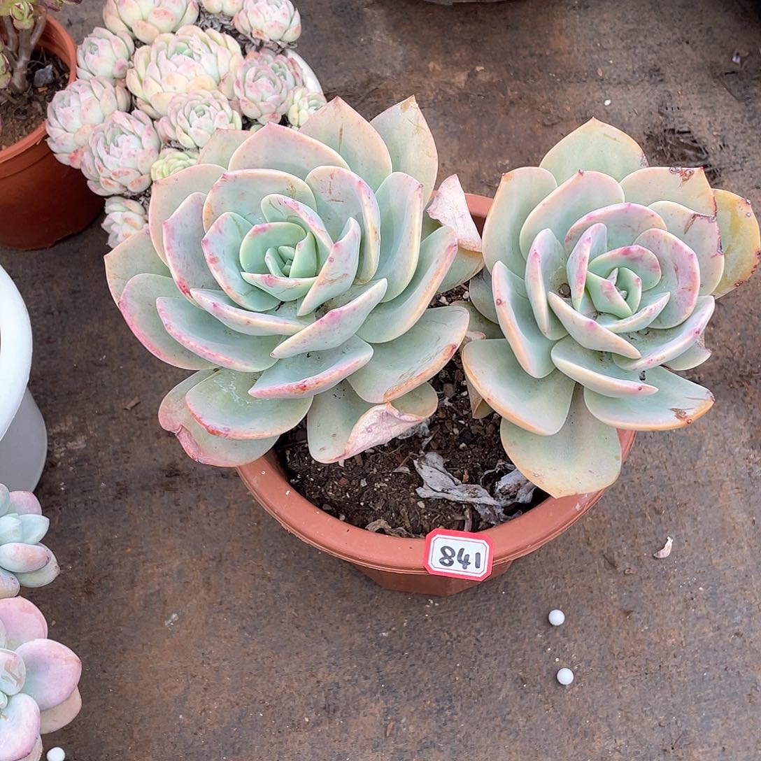 841凤一物一拍多肉