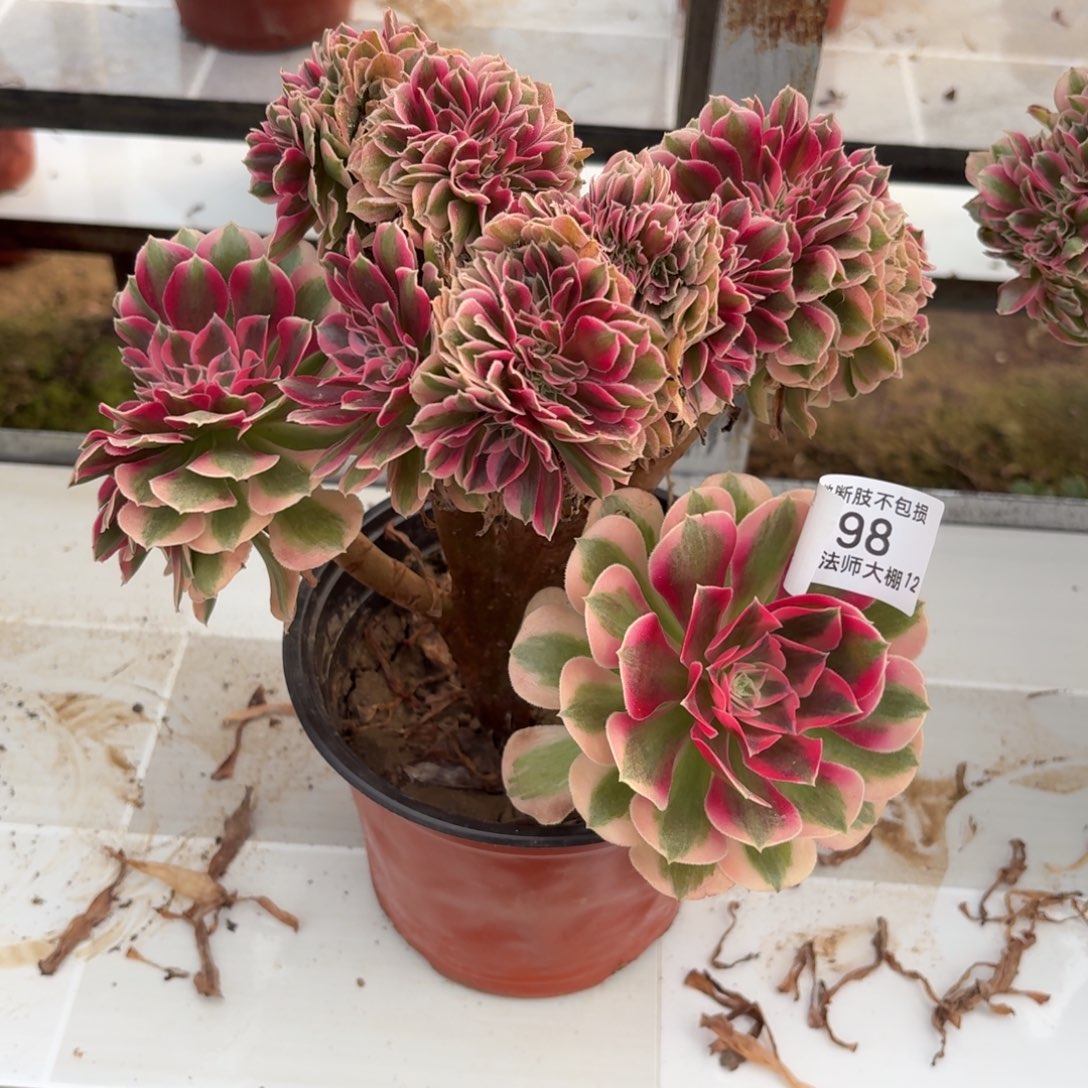 798粉女巫阴缀化多肉植物