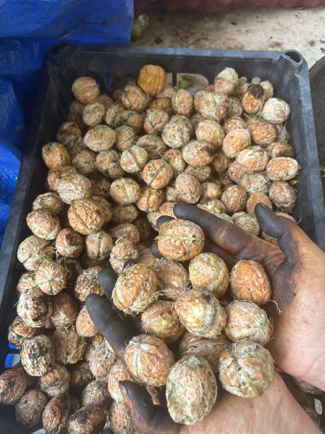 云南大山老树鲜核桃  自家种植