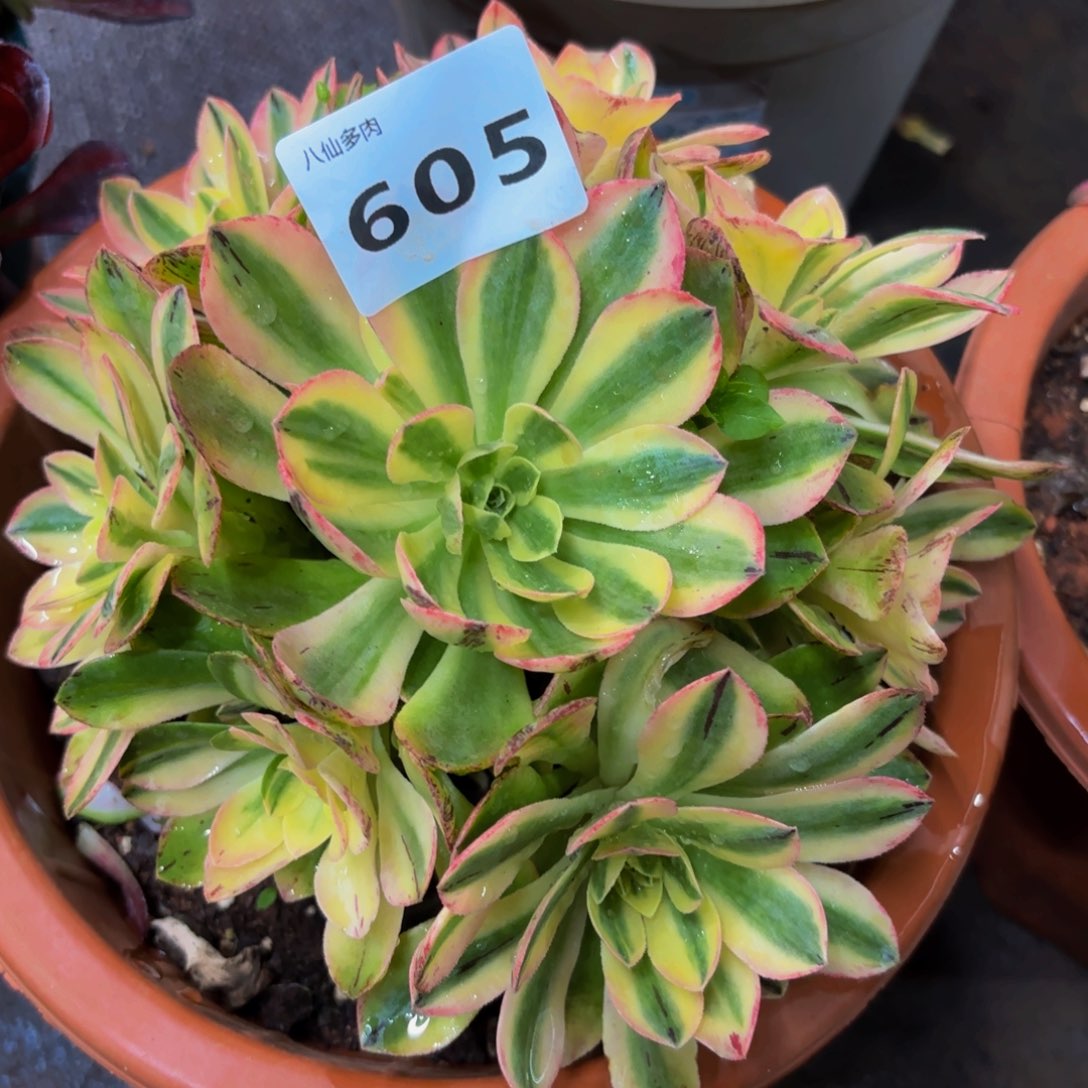 605多肉植物荷花