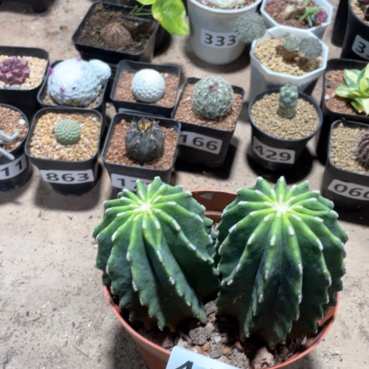 446双头大无刺王冠龙