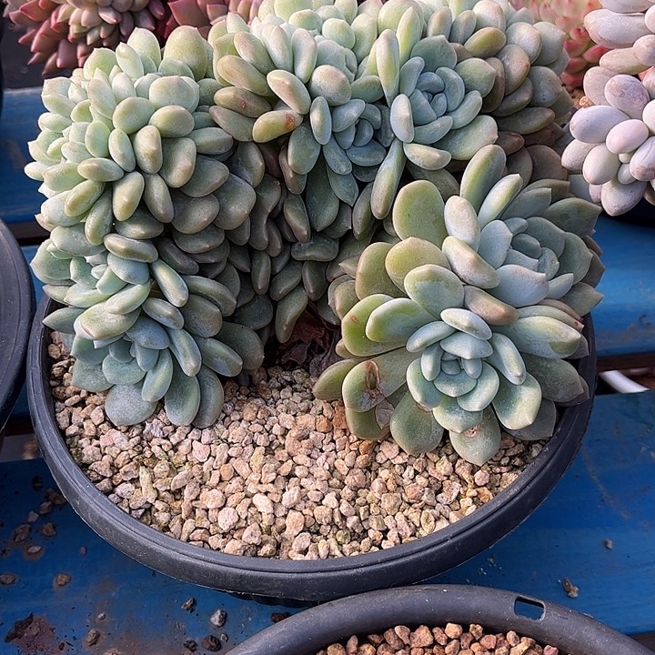 多肉植物一物一拍