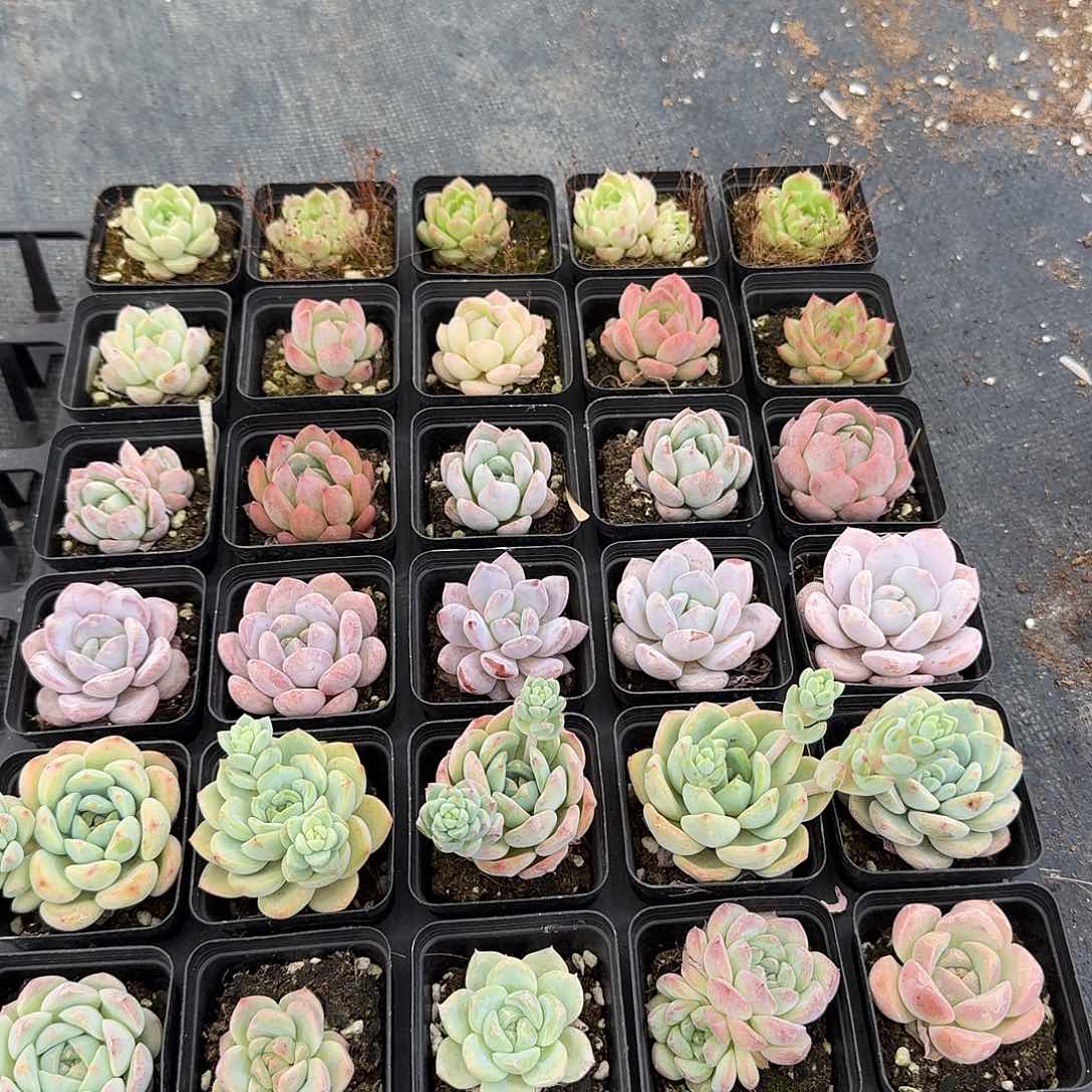 多肉杂交三十颗量拍22-22左八