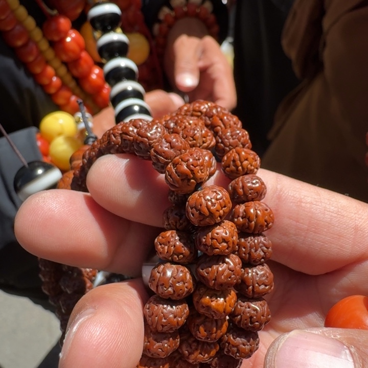 金刚菩提吊坠菩提树等树木的生长发育