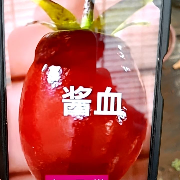 无花朵酱血扦插苗