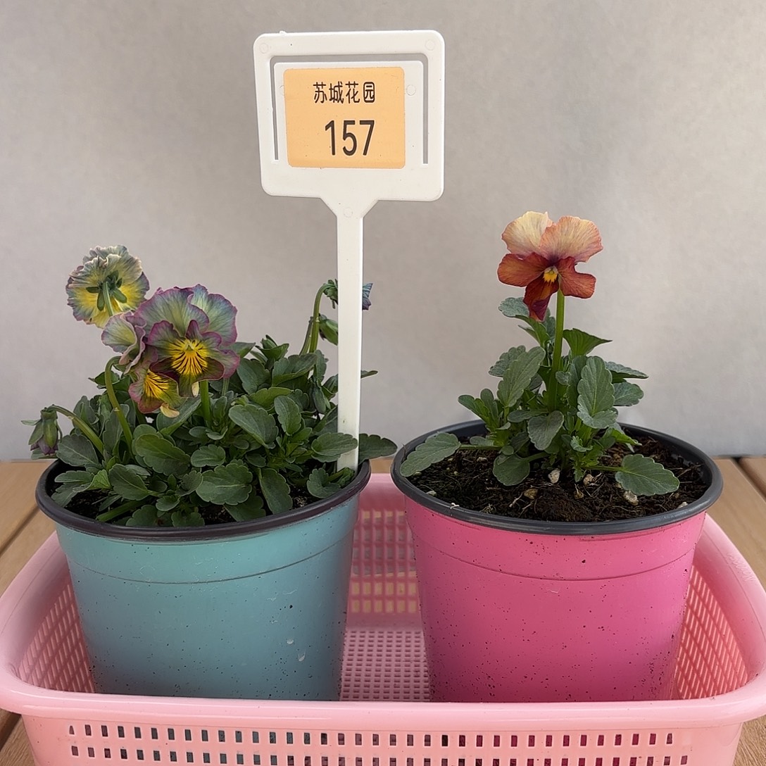 大部分开放少量花苞157