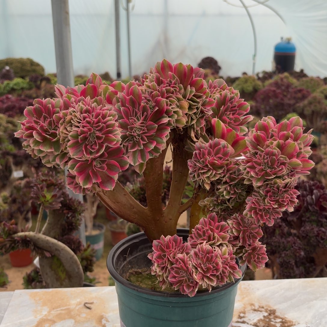 171粉女巫缀化多肉植物粉女巫