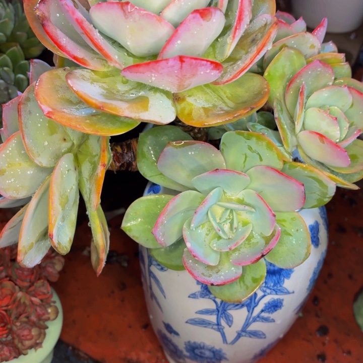 执****老桩精品肉肉雪凤