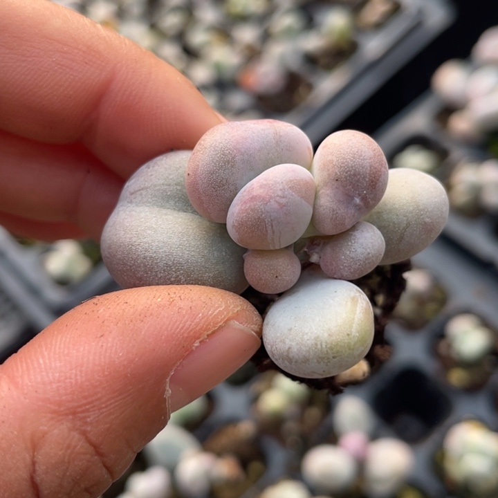 油煎单头随机发满18