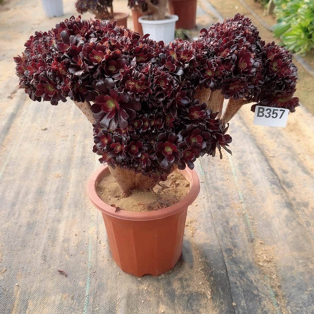 357欧紫朵朵一颗呀呀