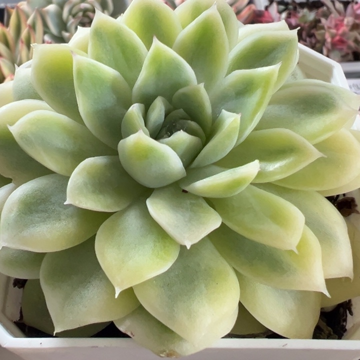 麦秆锦多肉植物575
