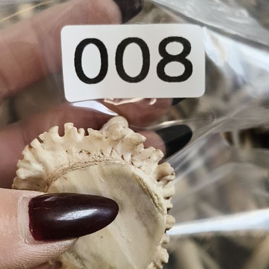 风***顺鹿角鹿角鹿角鹿角鹿角鹿角