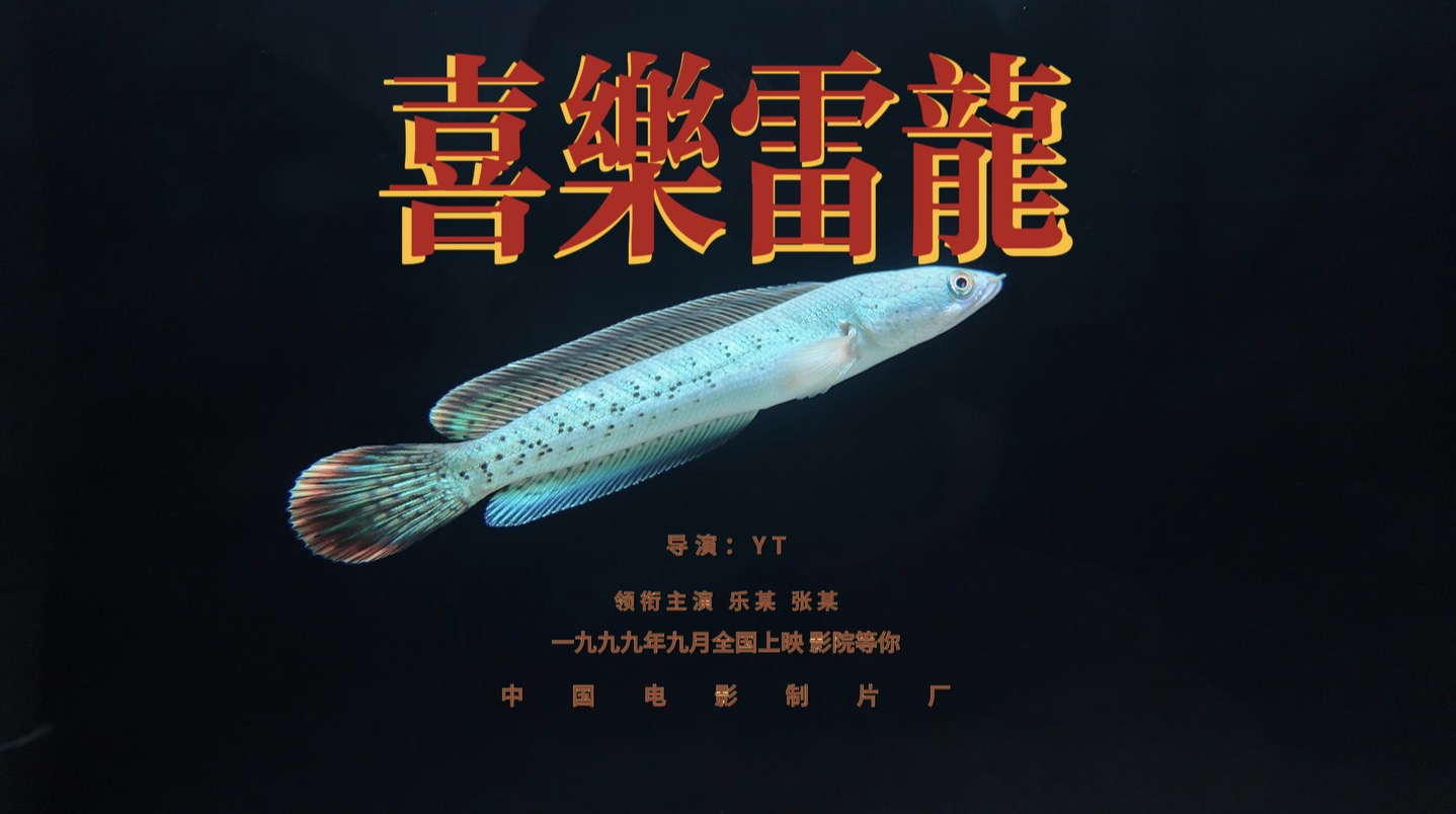 黄金眼镜蛇雷龙巴卡雷龙鬼王雷龙观赏性强互动性高