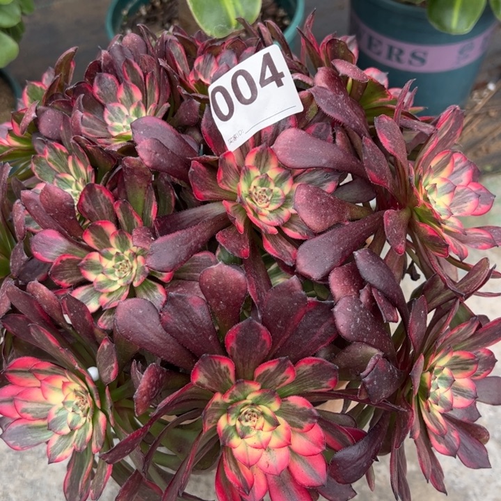 004烟花朵朵25厘米左右