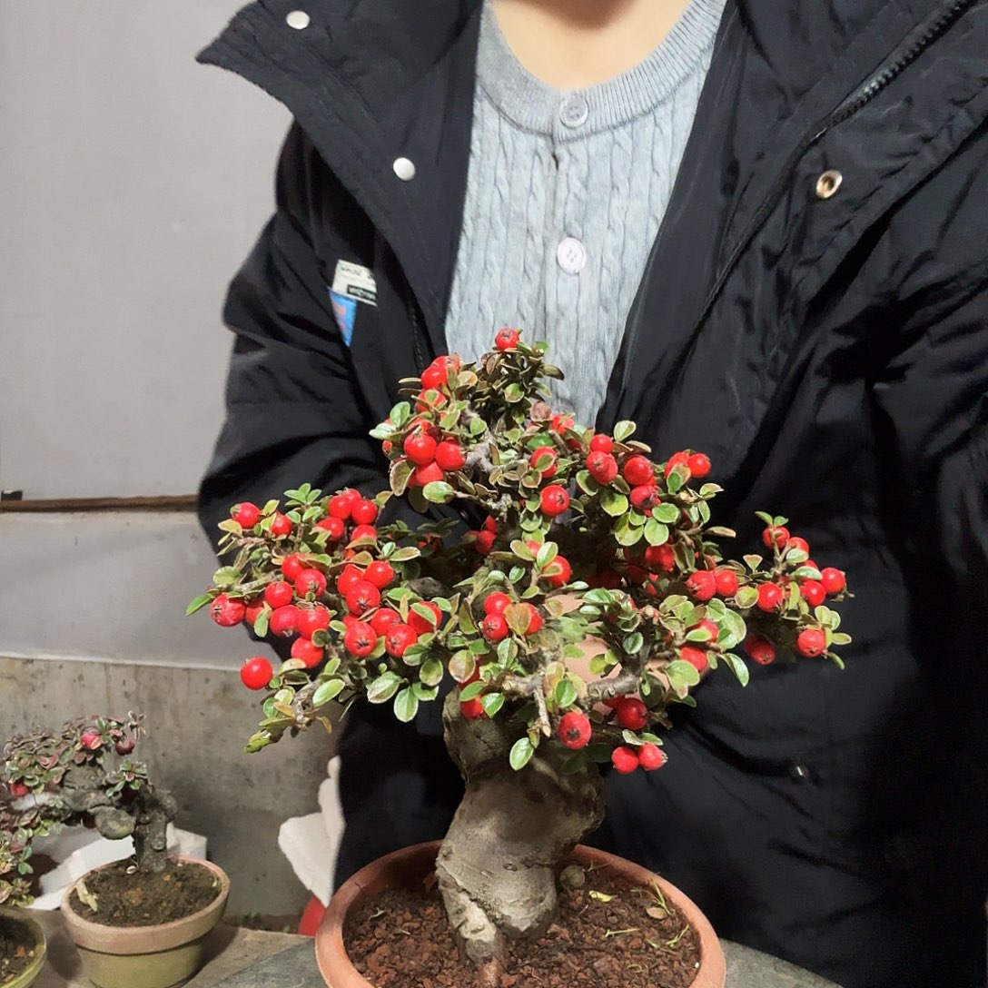 红花平枝栒子红花