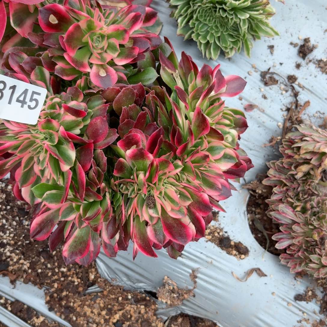 我8145 号多肉法师特价女郎