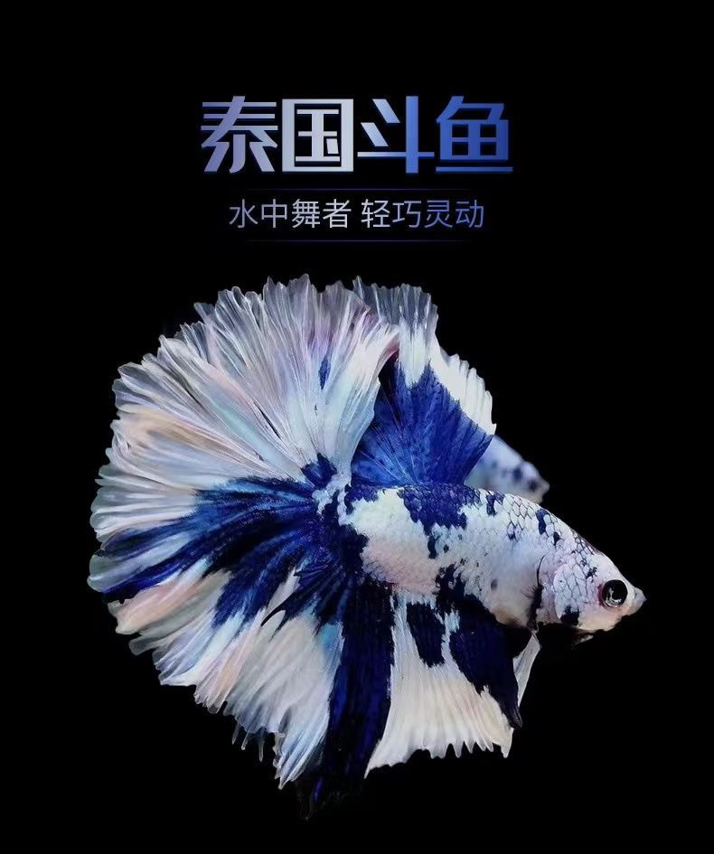 好养耐活懒人宠物泰国斗鱼精品淡水热带观赏鱼（随机半月）