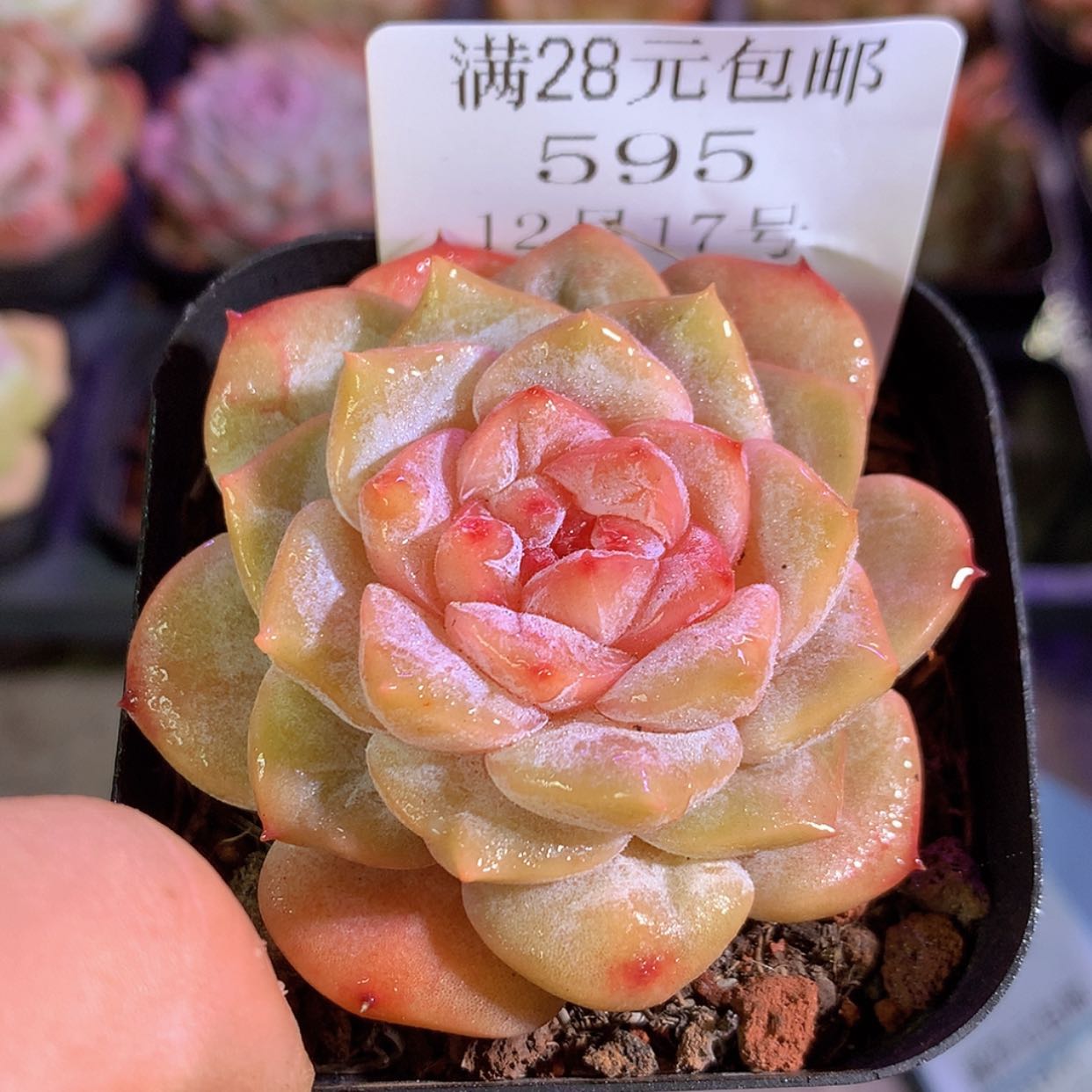 【闪购商品】云595
