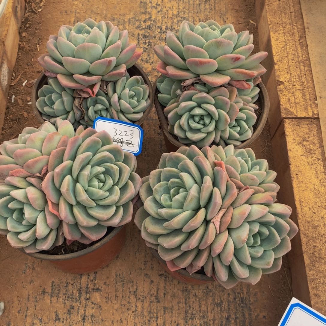 我****跑冰玉群生多肉植物