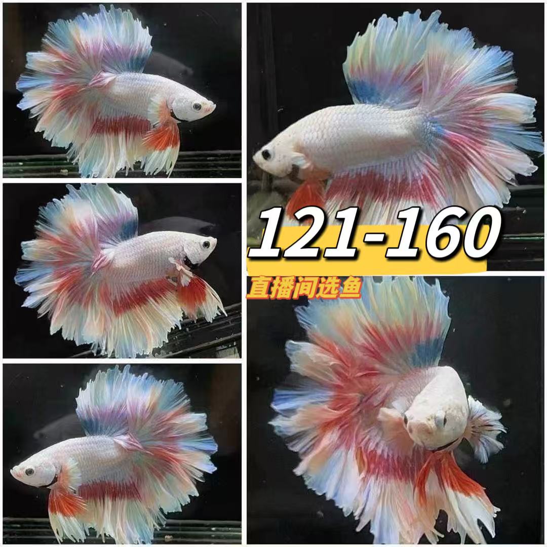 [121-160]鱼乐精品A级泰国斗鱼半月狮王将军热带鱼网红婚纱鱼活体
