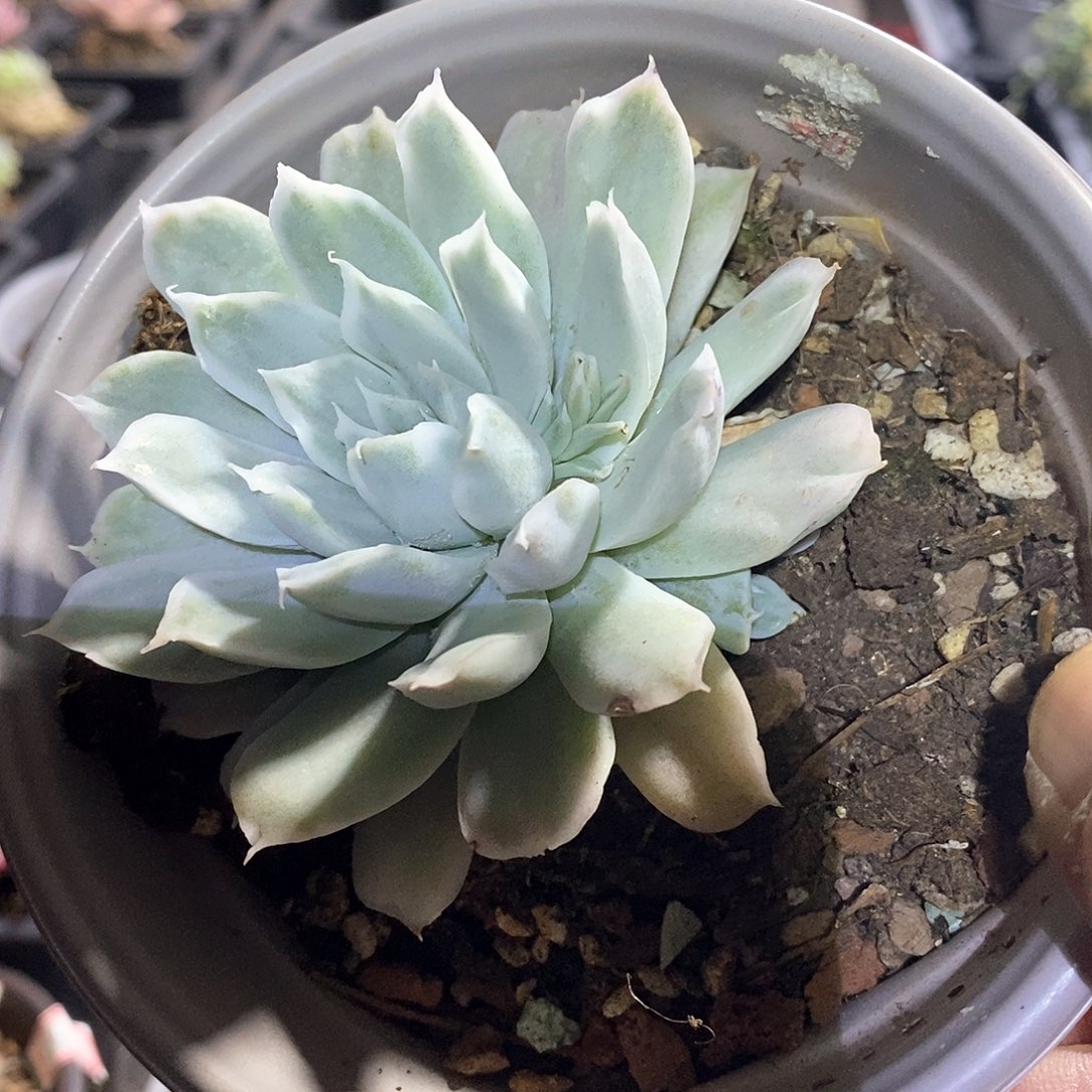 A728精美多肉辛普森锦带崽