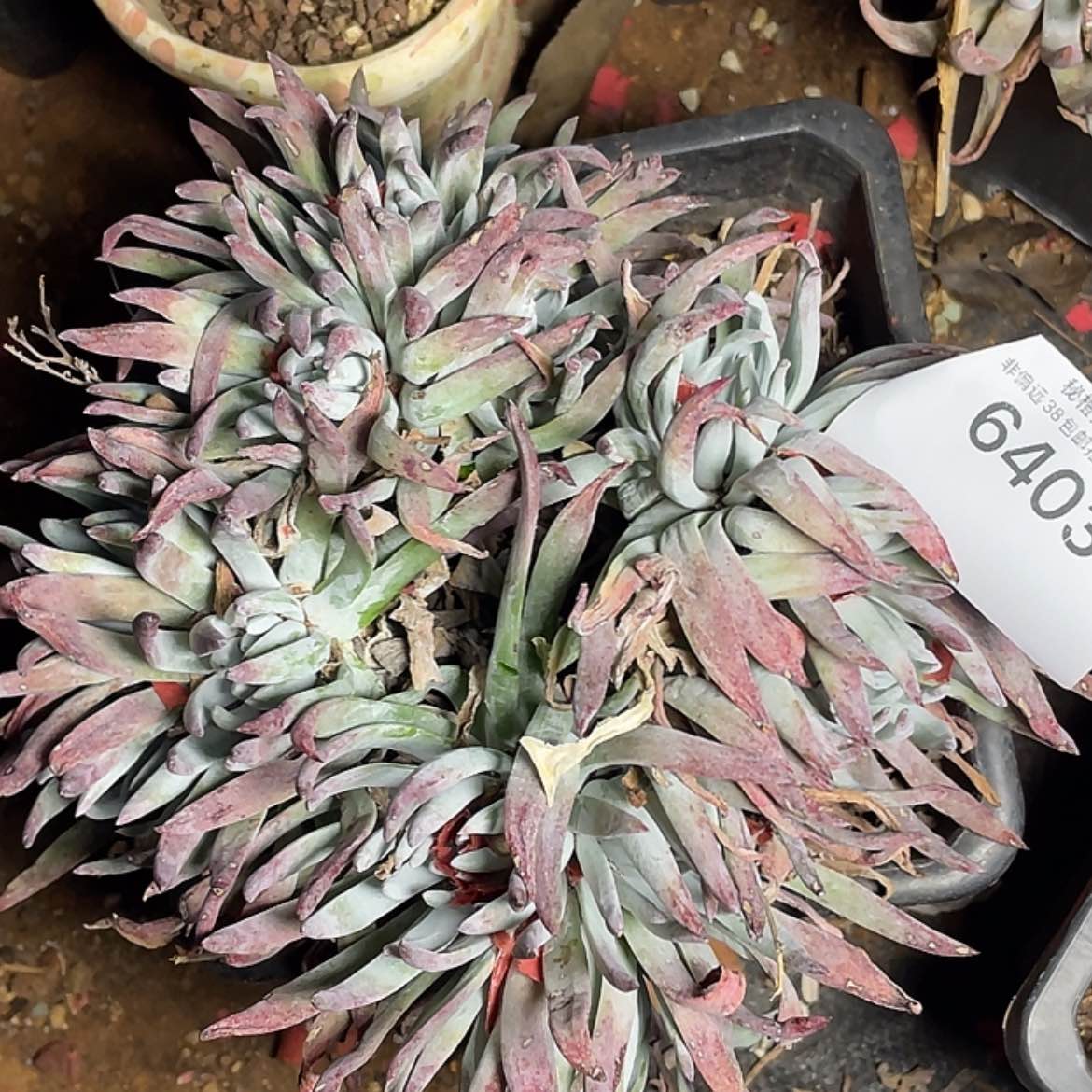 【闪购商品】海瑟老桩