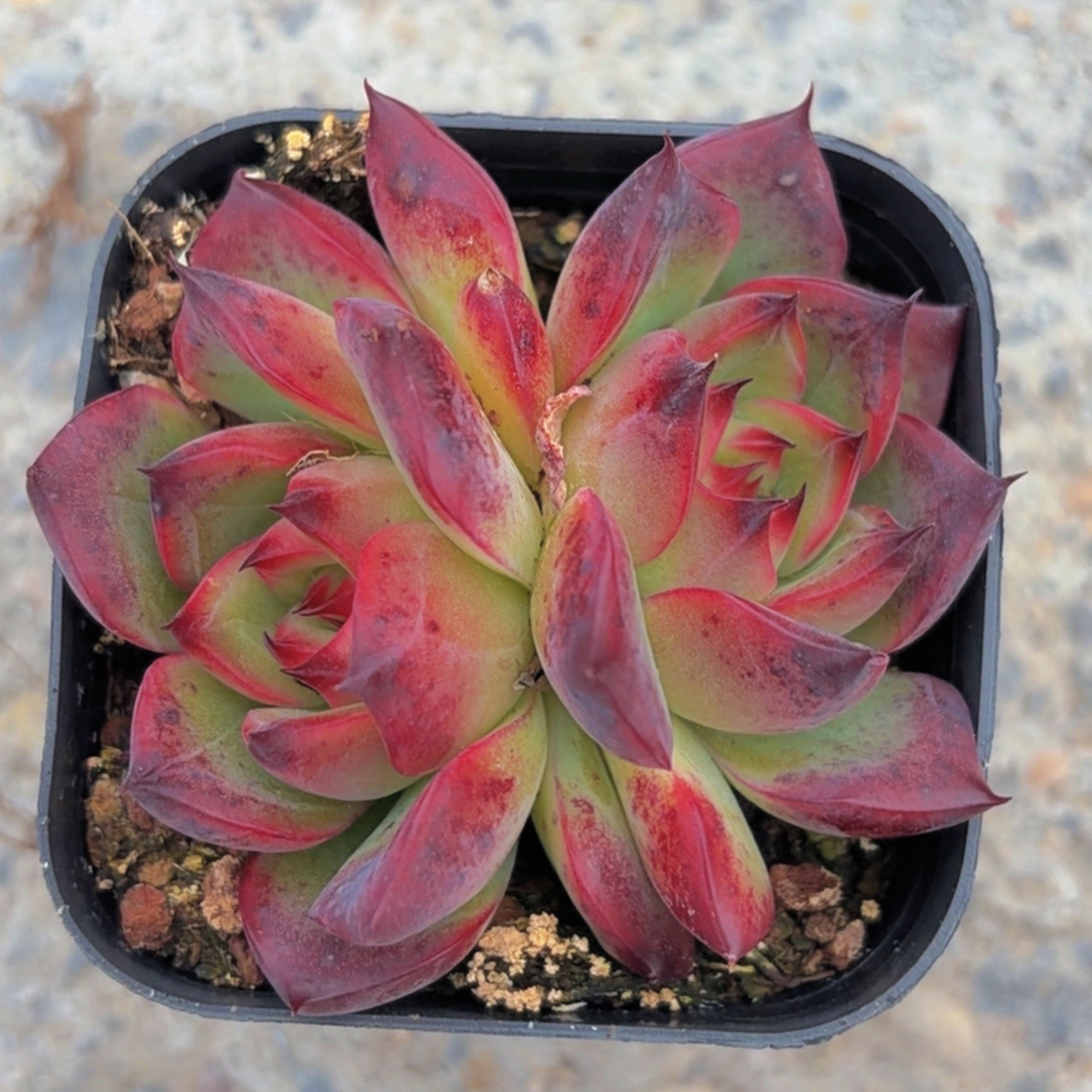 多肉篝火（满12.9包邮）